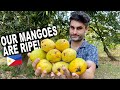 Italian Crazy For Philippine Mangoes! Life in the Philippines!