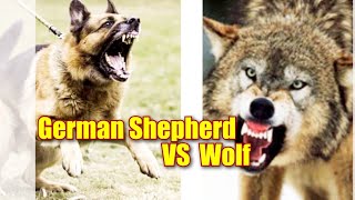 German Shepherd VS Wolf#gsd#german shepherd#wolf by DOG tubed 112 views 2 years ago 1 minute, 51 seconds