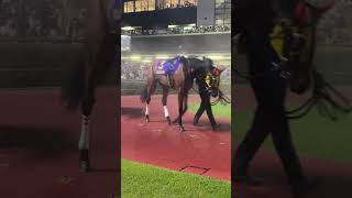 パドックでヘドバンが止まらないメイちゃん#クリノメイ #関東オークス #川崎競馬場