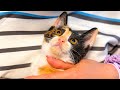 ブチギレ子猫に変化が。。