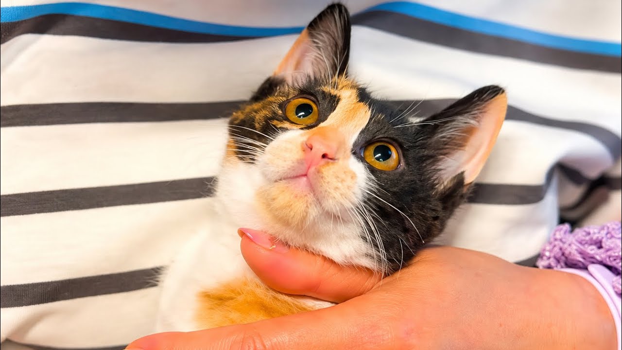 ブチギレ子猫に変化が。。