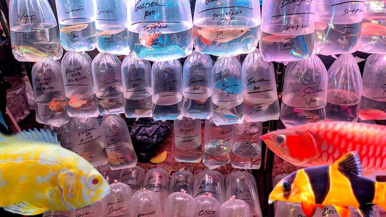 REVIEW IKAN HIAS PREDATOR DAN TANKMATE SSB. DI LAPAK BANG AMIN. 