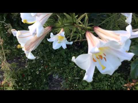 Vidéo: Regal Trumpet Lilies : comment planter des bulbes de lys Regal