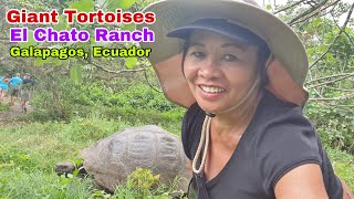 Giant Tortoises in El Chato Ranch Reserve in Puerto Ayora,  Galapagos Islands