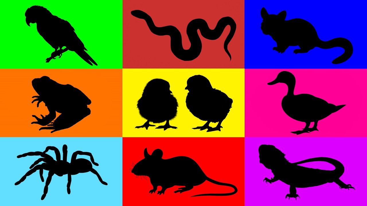 Домашние животные: Кукурузная змея, Тарантул, Цыпленок, Мышь, Бородатая ящерица, Утенок, Лягушка ...