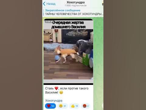 Переходи в Телеграмм! ️ #животные #смешныеживотные #собака #кот - YouTube