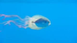 Fish Commandeers Jellyfish