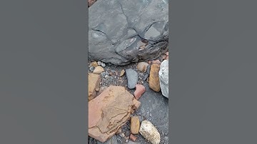 Ammonite Fossil amongst the Rocks! 🪨 #fossilhunting #fossils #rock #shorts #sea #beach #coast #