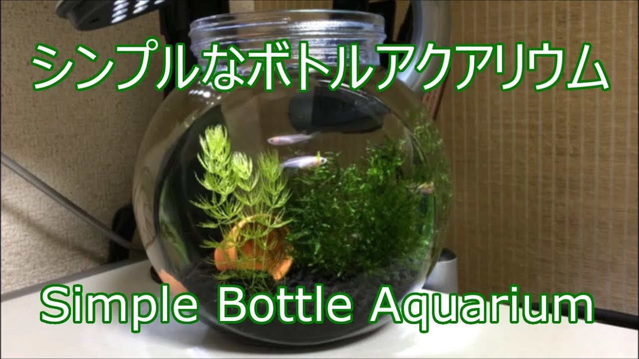 シンプルなボトルアクアリウム メダカ ミナミヌマエビ マツモ ウィローモス Simple Bottle Aquarium Youtube