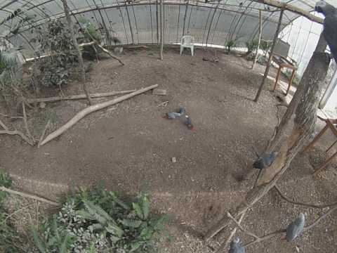 African Grey Parrot Social Territorial Behavior African Grey Parrot Social Territorial Behavior