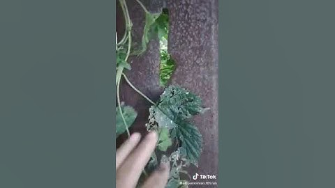 Разорвало маховик