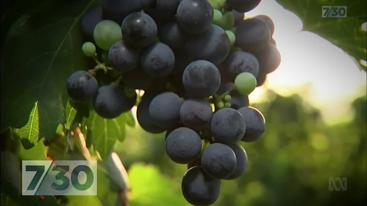 China's ambition to become the world's biggest wine maker | 7.30 - DayDayNews
