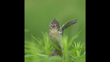 20250701 yet another bobolink video gould meadows stockbridge, ma sh