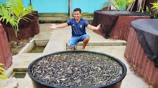 Catfish Farming Business, Millions of Profit! Sorting catfish fingerlings to avoid cannibalism!