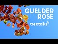 Guelder Rose - Facts &amp; Identification
