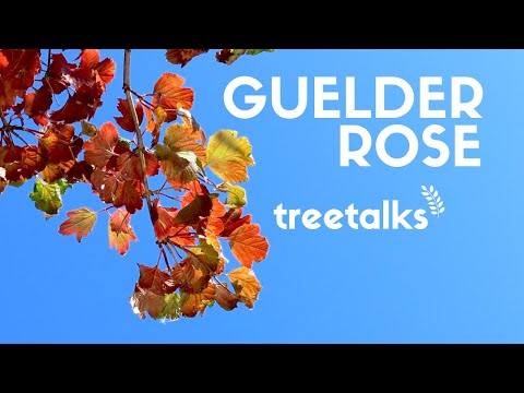 Video: Când să se propagă trandafir guelder?