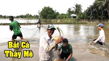Kéo Côn Bắt Cá Lóc Cá Rô - Thưởng Thức Cá Rô Kho Trái Giác Món Ngon Miền Tây- CATCH THE FISH