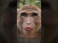 #funny  evolusi DARWIN