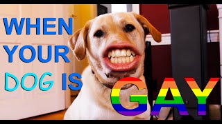 our dog ness is gay