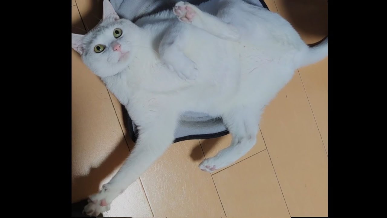 ぷよぷよな猫 猫の日なので猫動画 猫の日 保護猫 Cat Youtube ぷよぷよな猫 猫の日なので猫動画 猫の日 保護猫 Cat Youtube