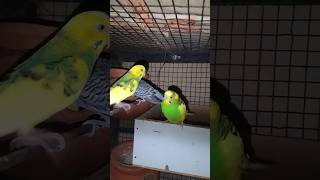 DAY 189 - BEUTIFUL BUDGIES FUNNY VIDEO 😂 #budgielovers #birdcare #budgiecare #budgiediet #funny #fyp