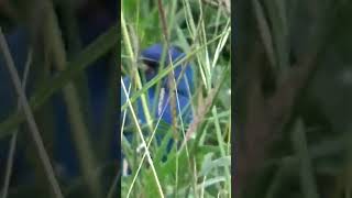 Texas Blue Bunting 🐦