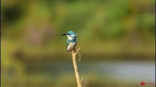 Raja-udang biru (Alcedo coerulescens)