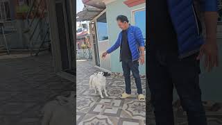 japanese spitz angry with me #shorts #fun #entertainment #song