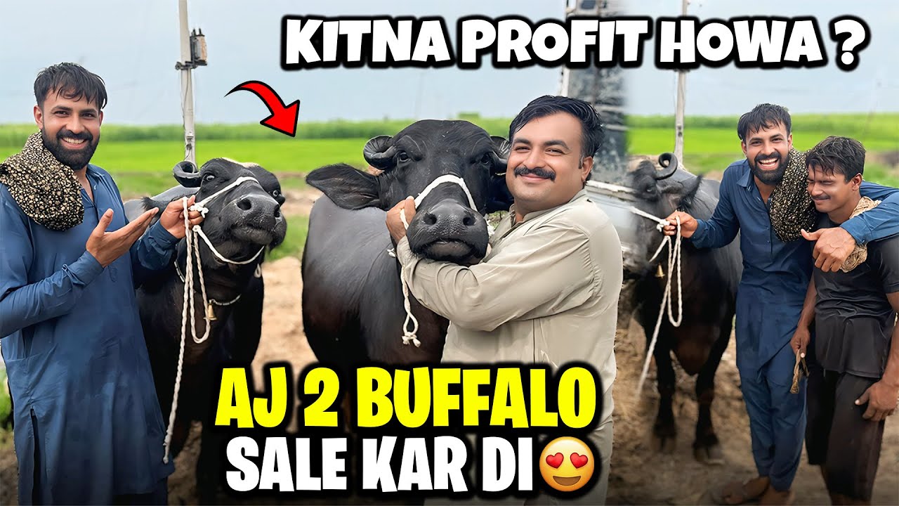 Kitna Profit Howa 🤔 | Aj Ki Routine | الحمدللہ آج دو بھینسیں فروخت کر دیں