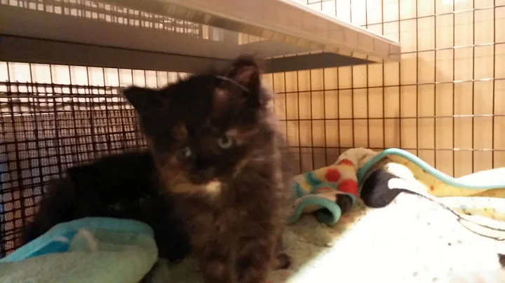 Video 897121: maine coon kitten, kittens cfa, calico female, male calico