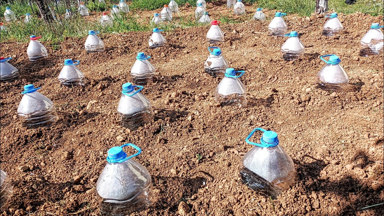 Посадка фасоли