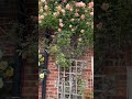 Does Anyone Know What Variety This Climbing Rose In Blakeney Is Climbingrose Rose Roses Garden Does Anyone Know What Variety This Climbing Rose In Blakeney Is Climbingrose Rose Roses Garden