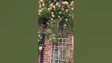 Thumbnail of Does anyone know what variety this Climbing rose in Blakeney is?#climbingrose #rose #roses #garden