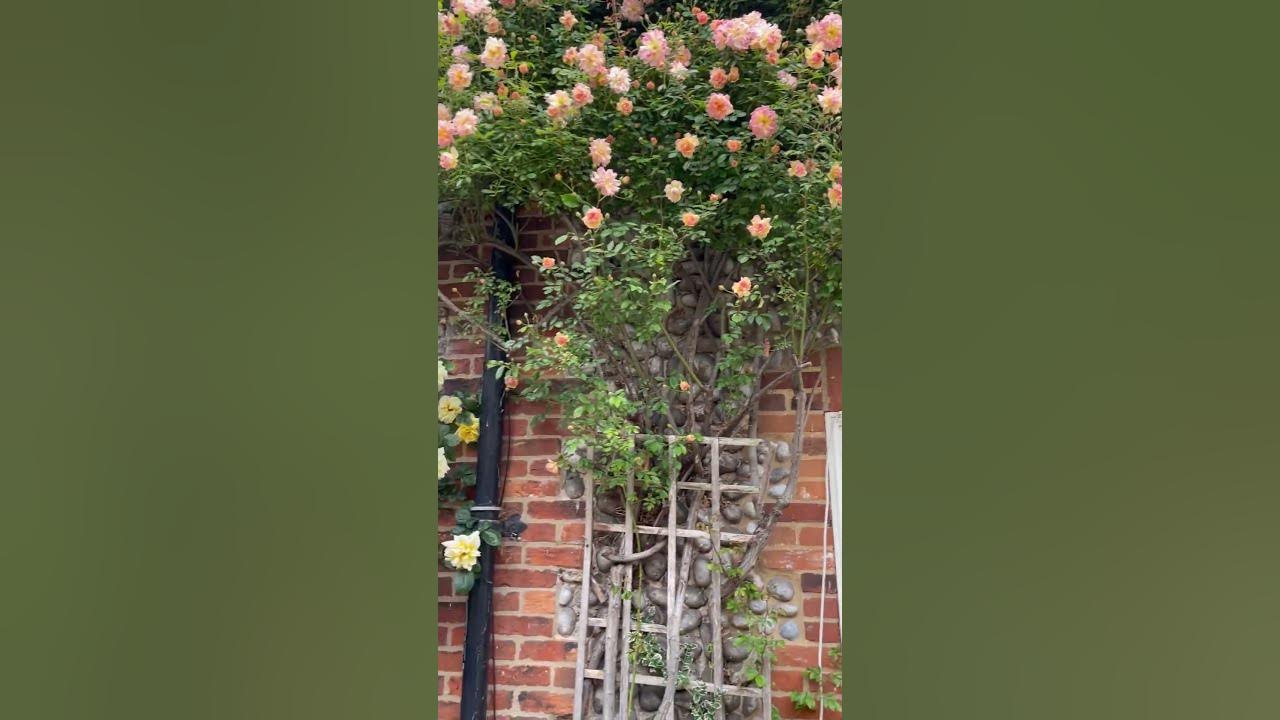 Does anyone know what variety this Climbing rose in Blakeney is?#climbingrose #rose #roses #garden