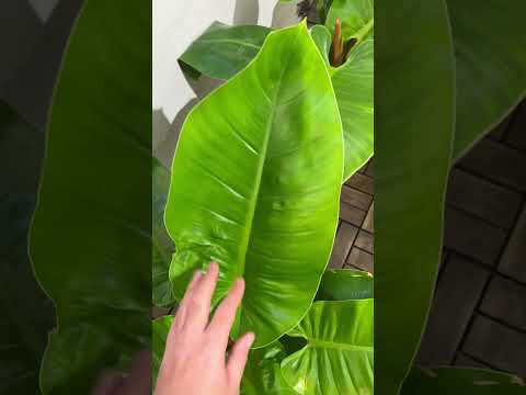    محمية صديق البيئة