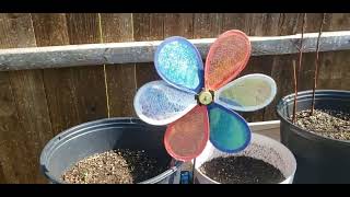 Mid Spring Garden Update March 14th 2024