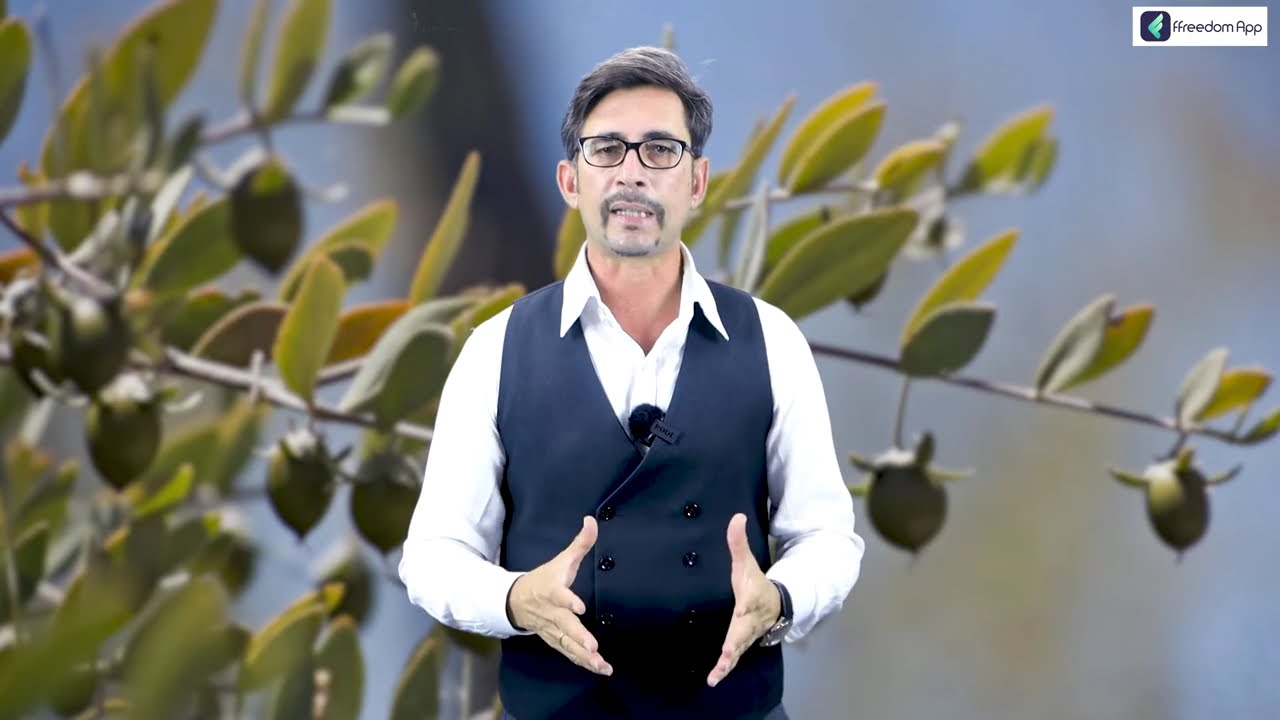 Jojoba Seeds Price 30 000 150 jojoba-seeds-price-30-000-150