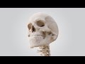 See the Human Skull in 360°