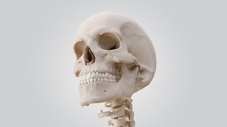 See the Human Skull in 360°