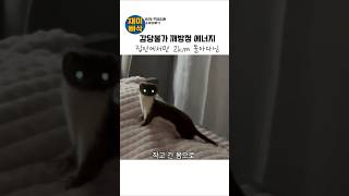 감당불가 깨방정 에너지, 집안에서만 2km 돌아다님#족제비#weasel#동물정보#귀여운동물#재밋는영상#쇼츠