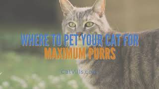 WHERE TO PET YOUR CAT FOR MAXIMUM PURRS by Catvills 30 views 2 years ago 42 seconds