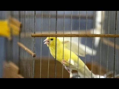 Почему не поет кенар? Чем кормить гибридов? Ответы.