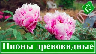 Древовидные пионы – посадка и уход в саду(Древовидные пионы – описание. Как сажать древовидные пионы осенью. Как ухаживать за древовидными пионами:..., 2015-10-27T20:45:46.000Z)