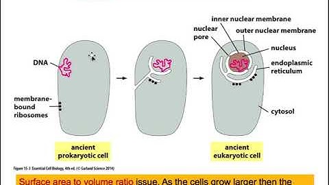 Cell & Molecular Biology_Cellular_Compartments_Ch15 PartA