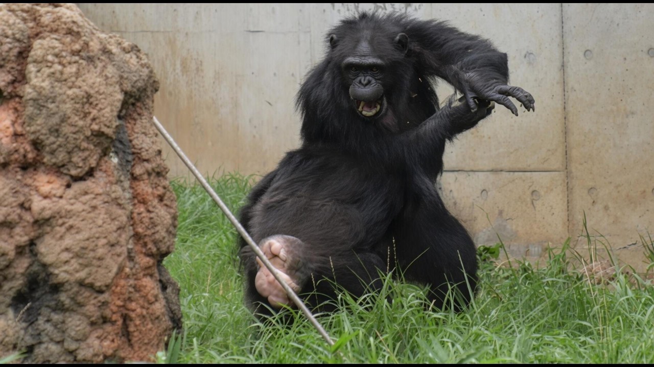 The Fight Between Mikan and Berry Tama Zoo Takes Animal Lives