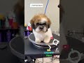 Shihtzu puppy 1st groom