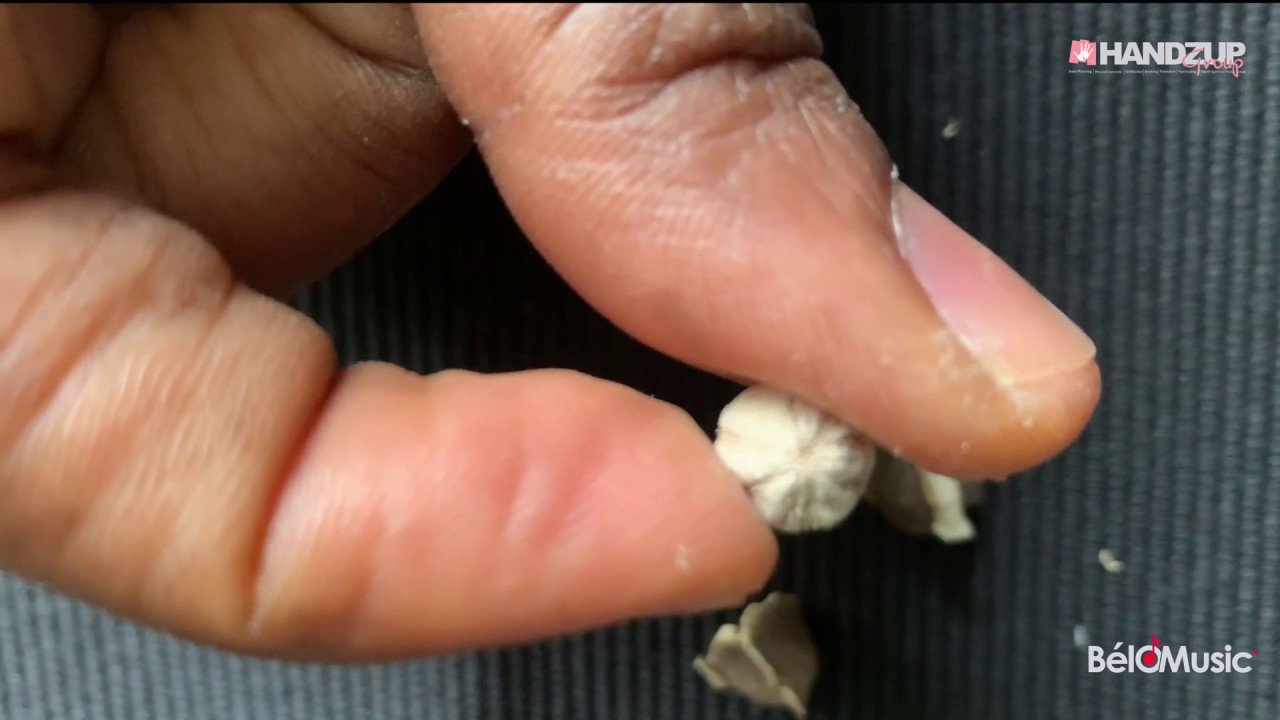 BelO - comment consommer le Moringa