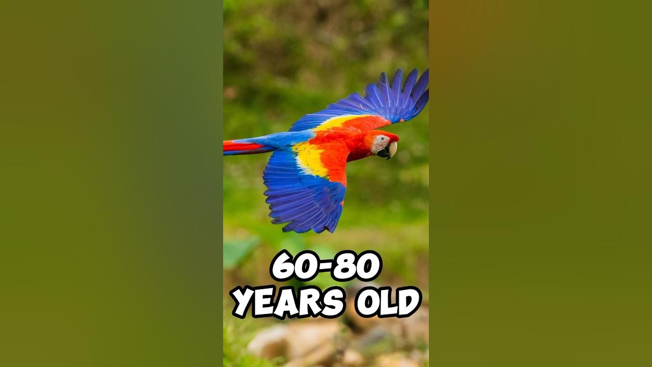 animals-that-can-live-the-longest-youtube