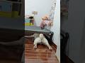 Hilarious cats and dogs funny moments try not to laugh 😂 #funniestcats #funniestdogs #cat #dogs