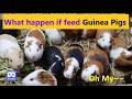 3D 180VR 4K Watch What Happen If feed Cute Guinea Pigs? 3 2 1 Countdown Oh my Food Amazing Overeater